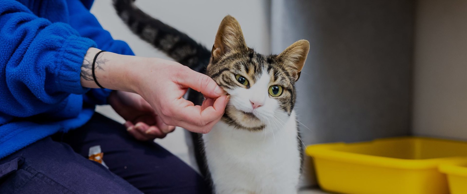 Cats Protection West Norfolk Cat Centre